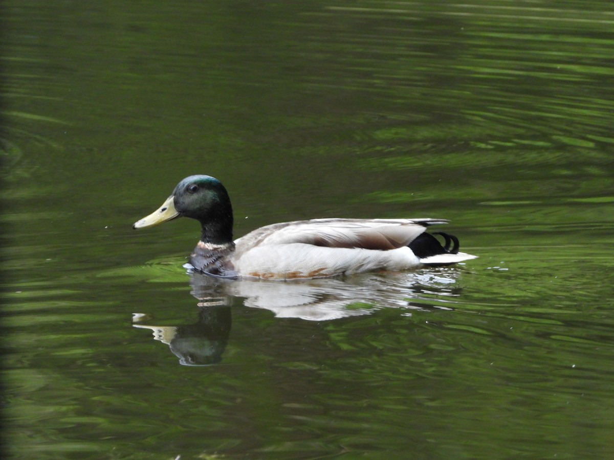 Mallard - David Gravermoen