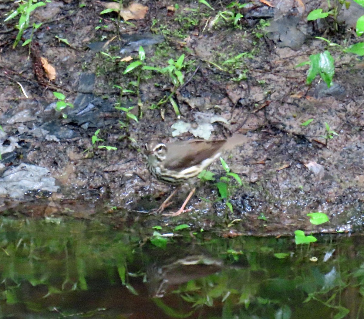 Louisiana Waterthrush - ML619248988