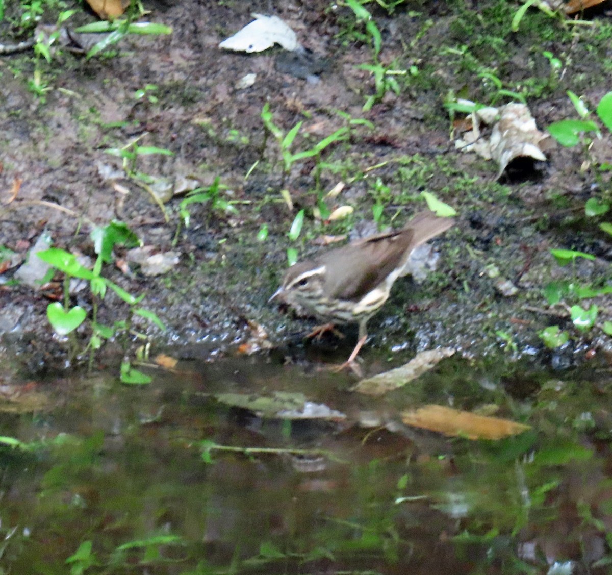 Louisiana Waterthrush - ML619248989