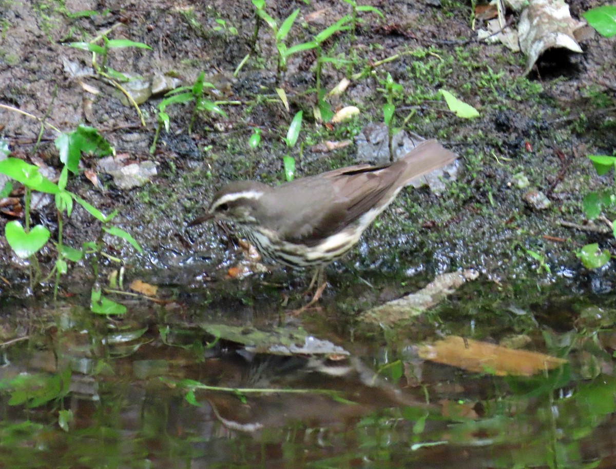 Louisiana Waterthrush - ML619248990