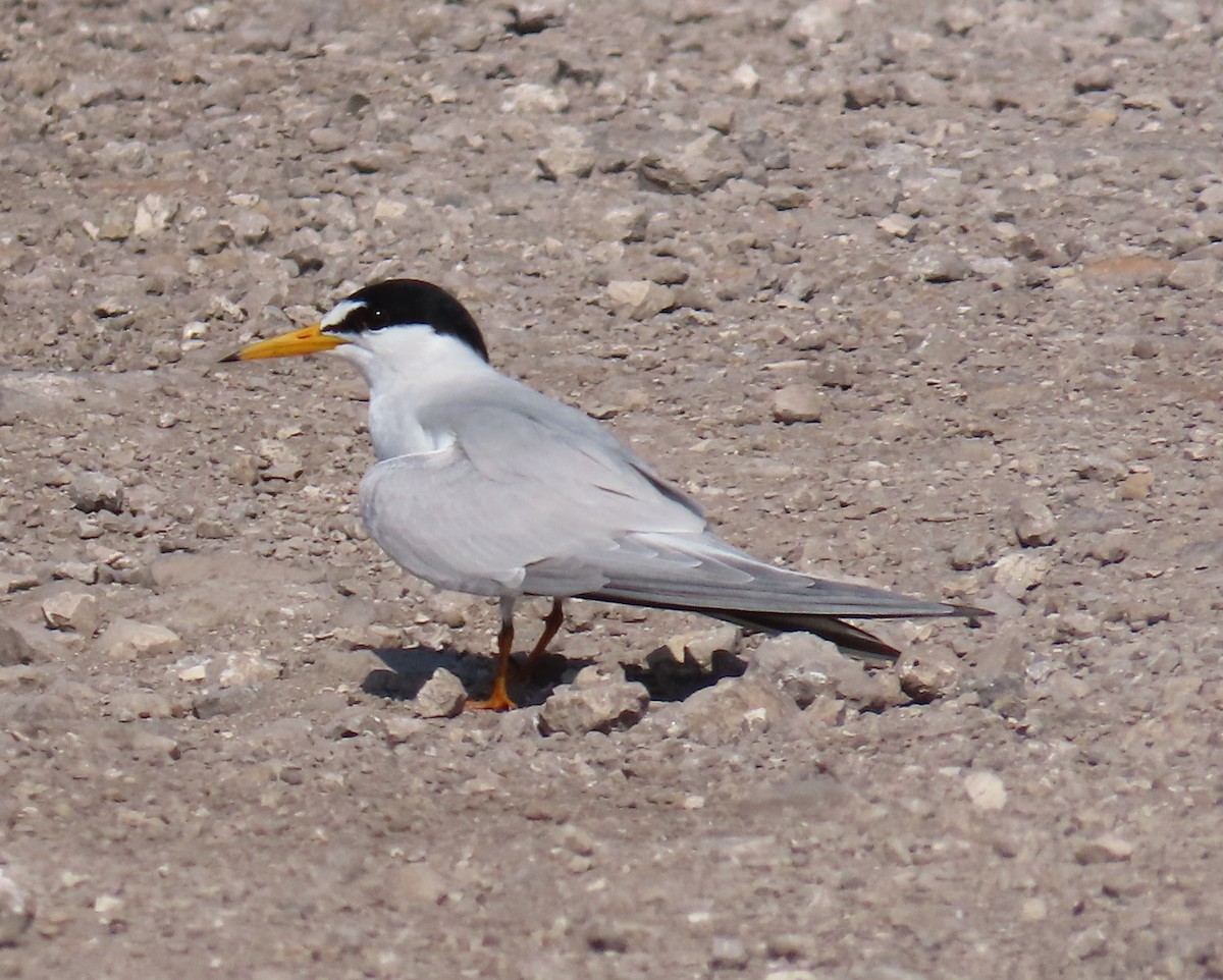 Least Tern - Laurie Witkin