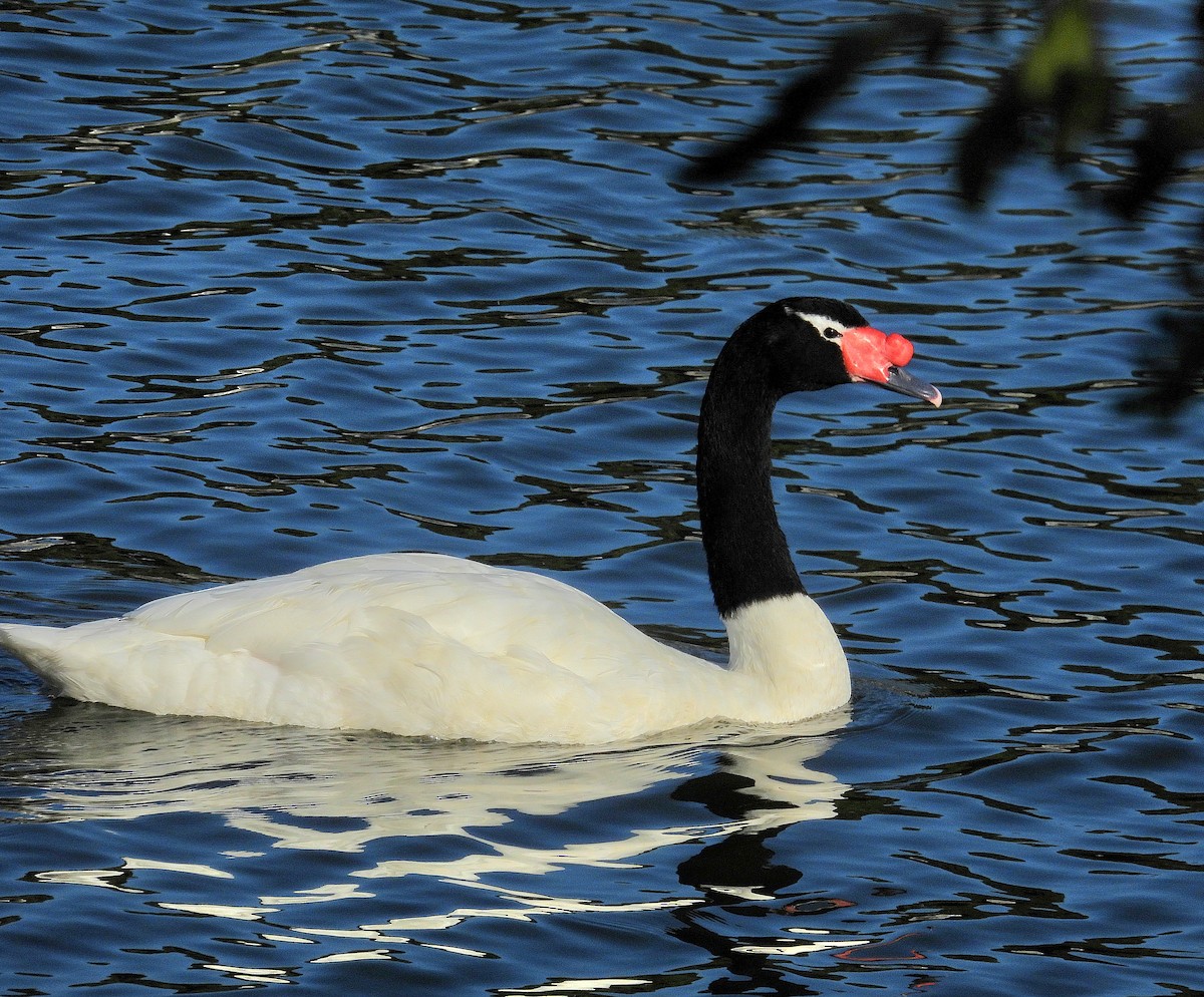 Black-necked Swan - Cecilia Gosso