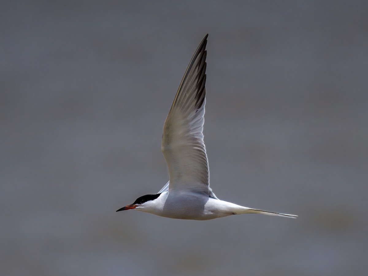 Common Tern - Cin-Ty Lee