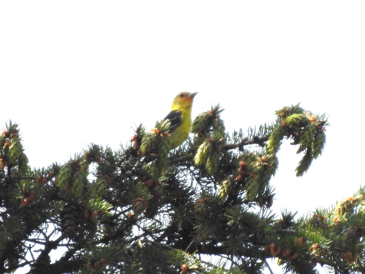 Western Tanager - Jack VanDyk