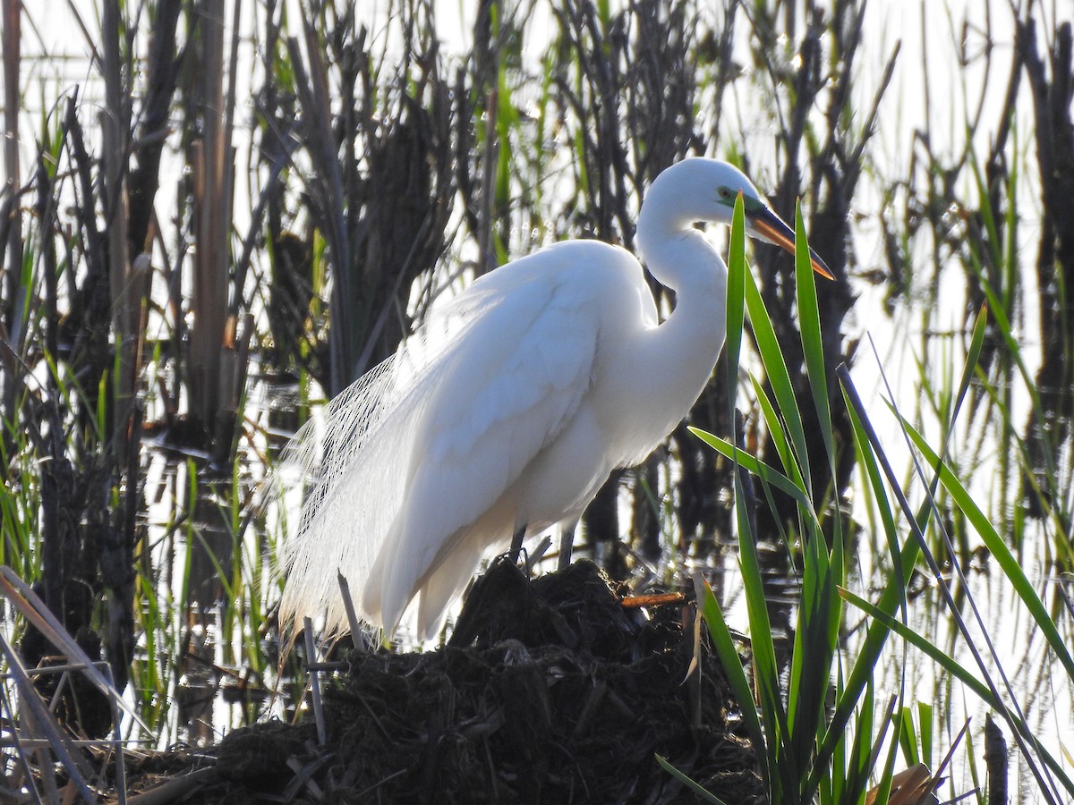 Great Egret - ML619249022