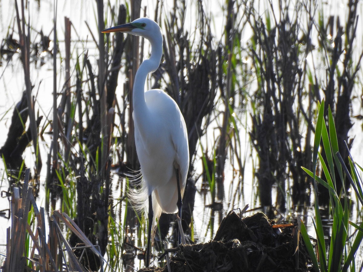 Great Egret - ML619249023