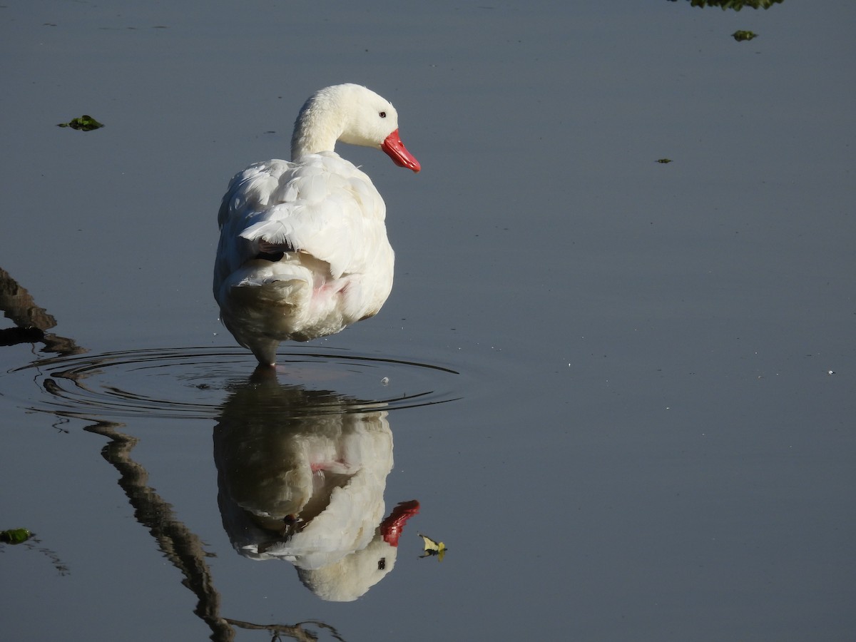 Coscoroba Swan - Cecilia Gosso