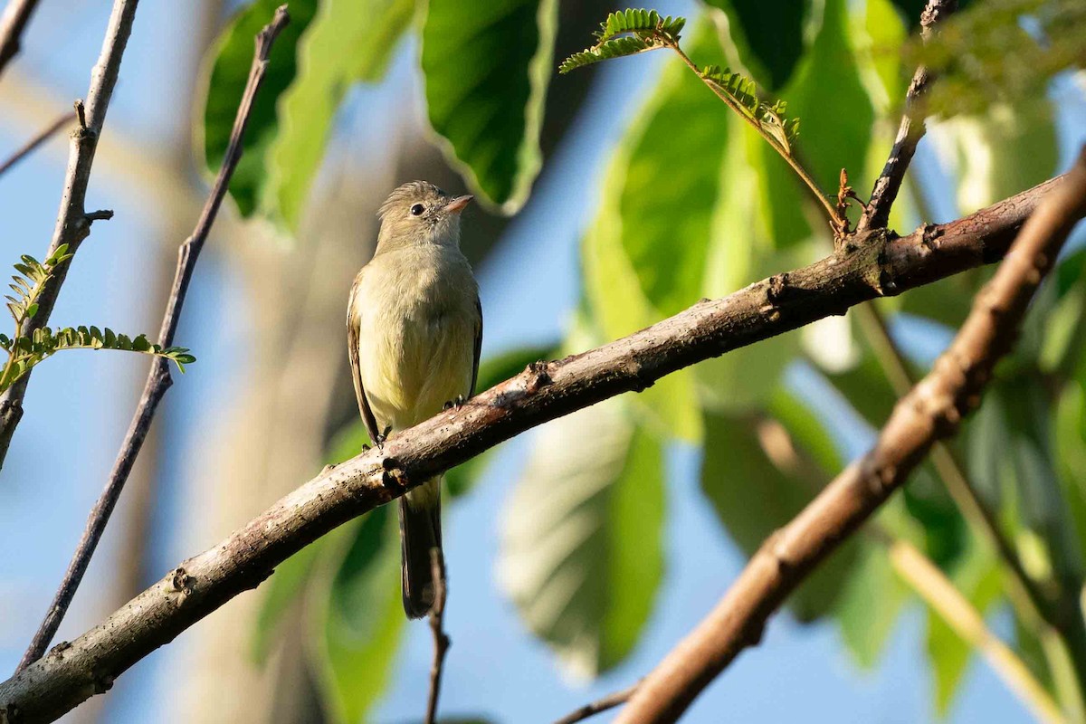 Yellow-bellied Elaenia - ML619249036