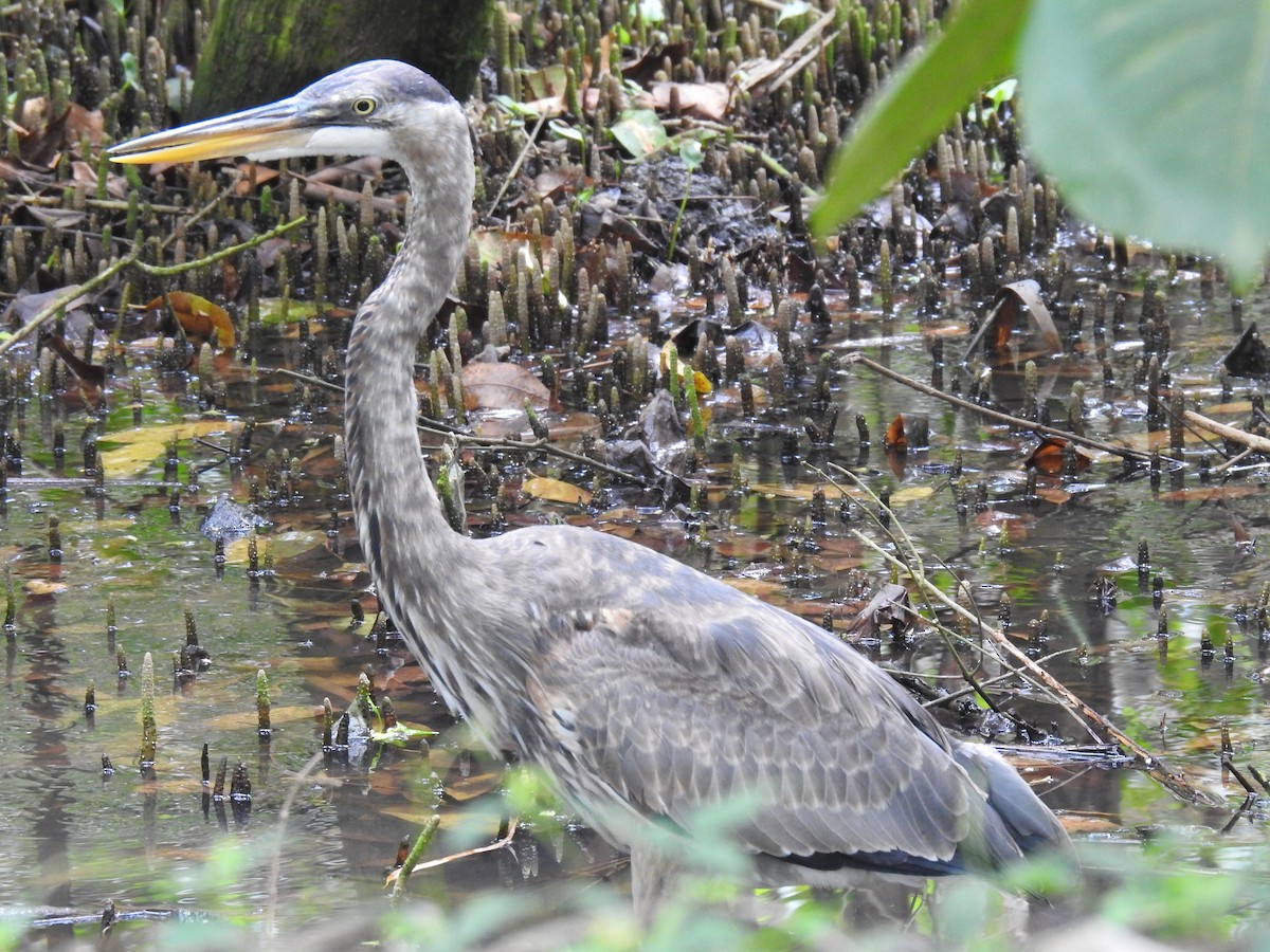 Great Blue Heron - Brenda Sánchez