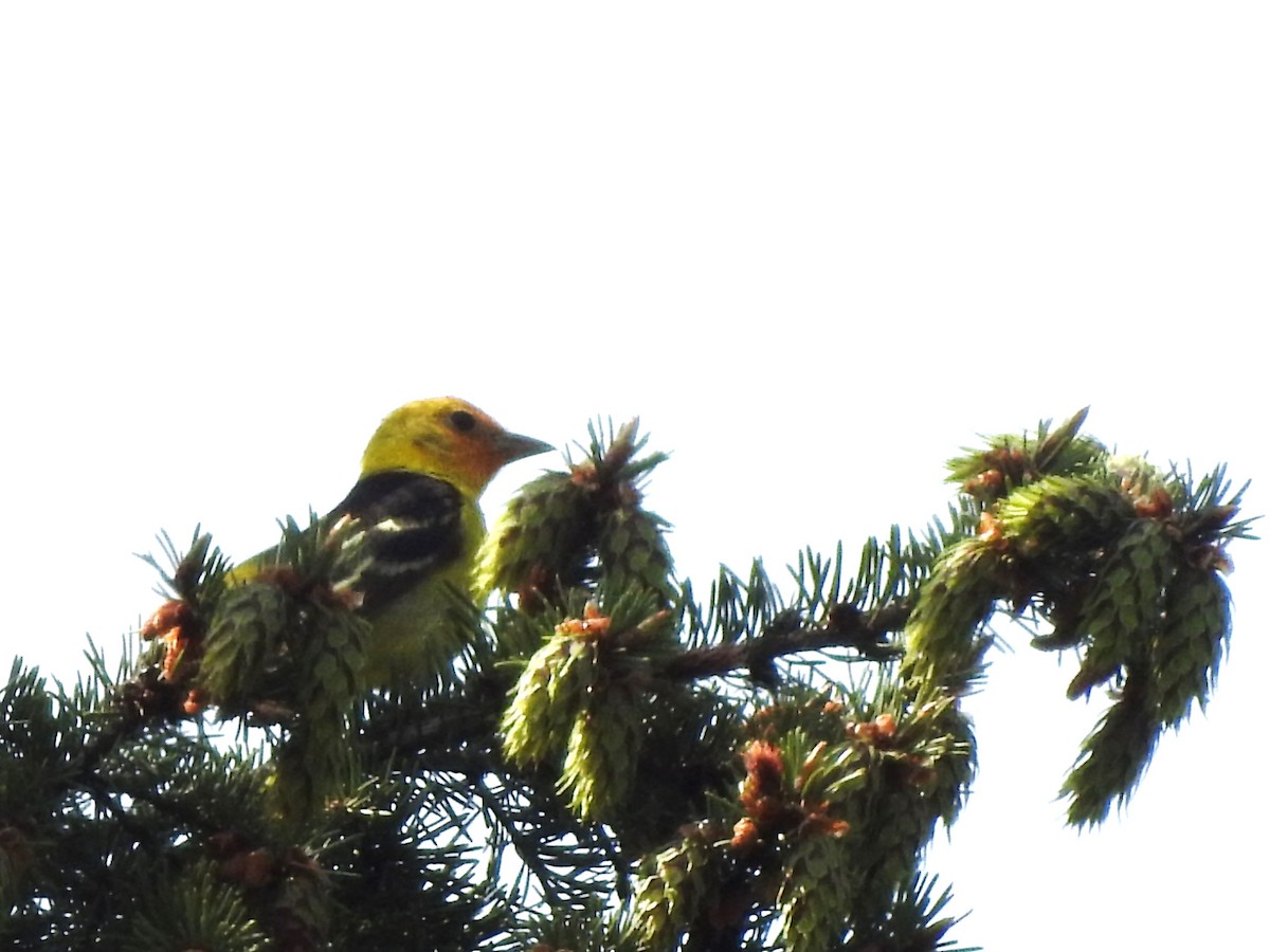 Western Tanager - Jack VanDyk