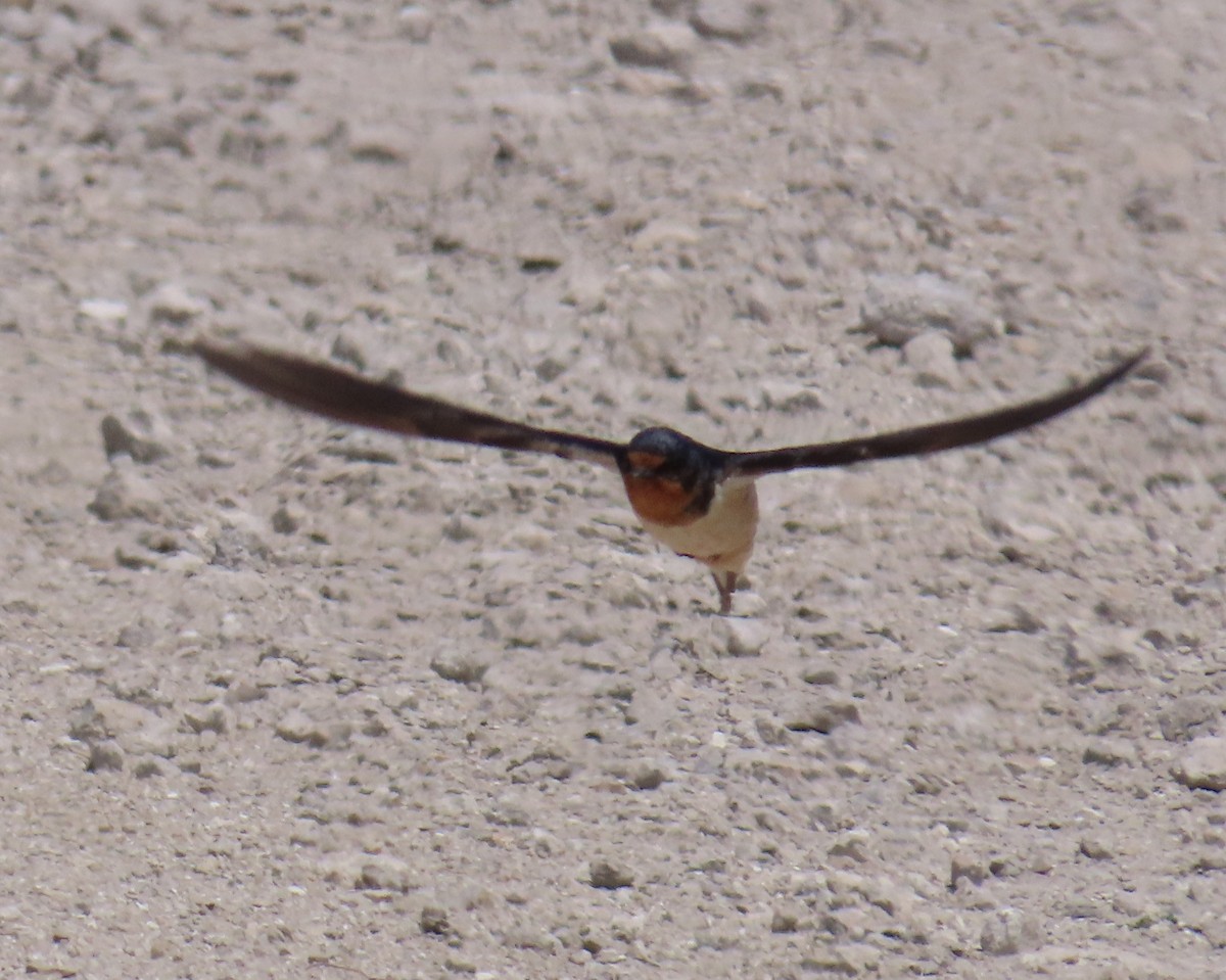 Cliff/Cave Swallow - ML619249043