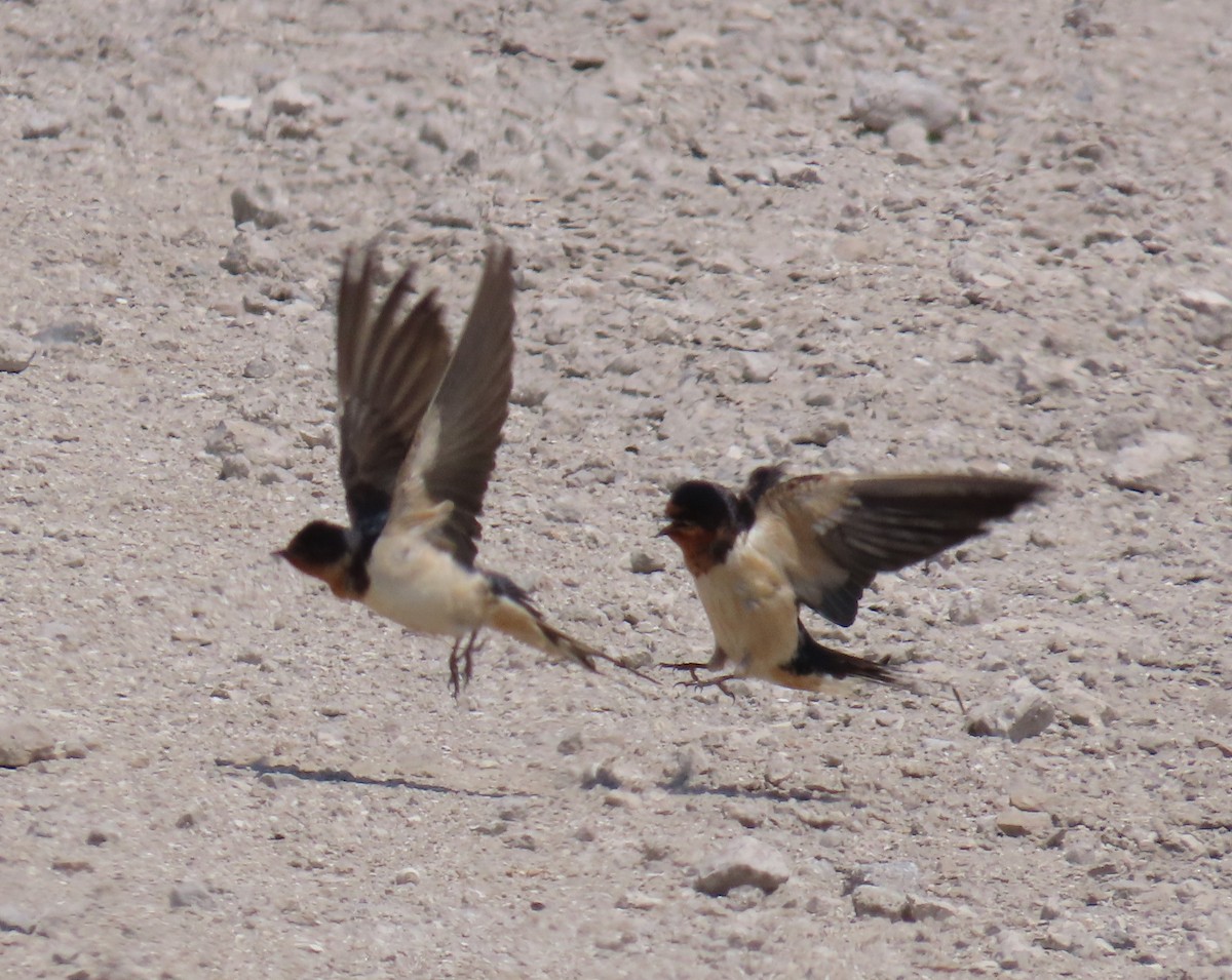 Cliff/Cave Swallow - ML619249044