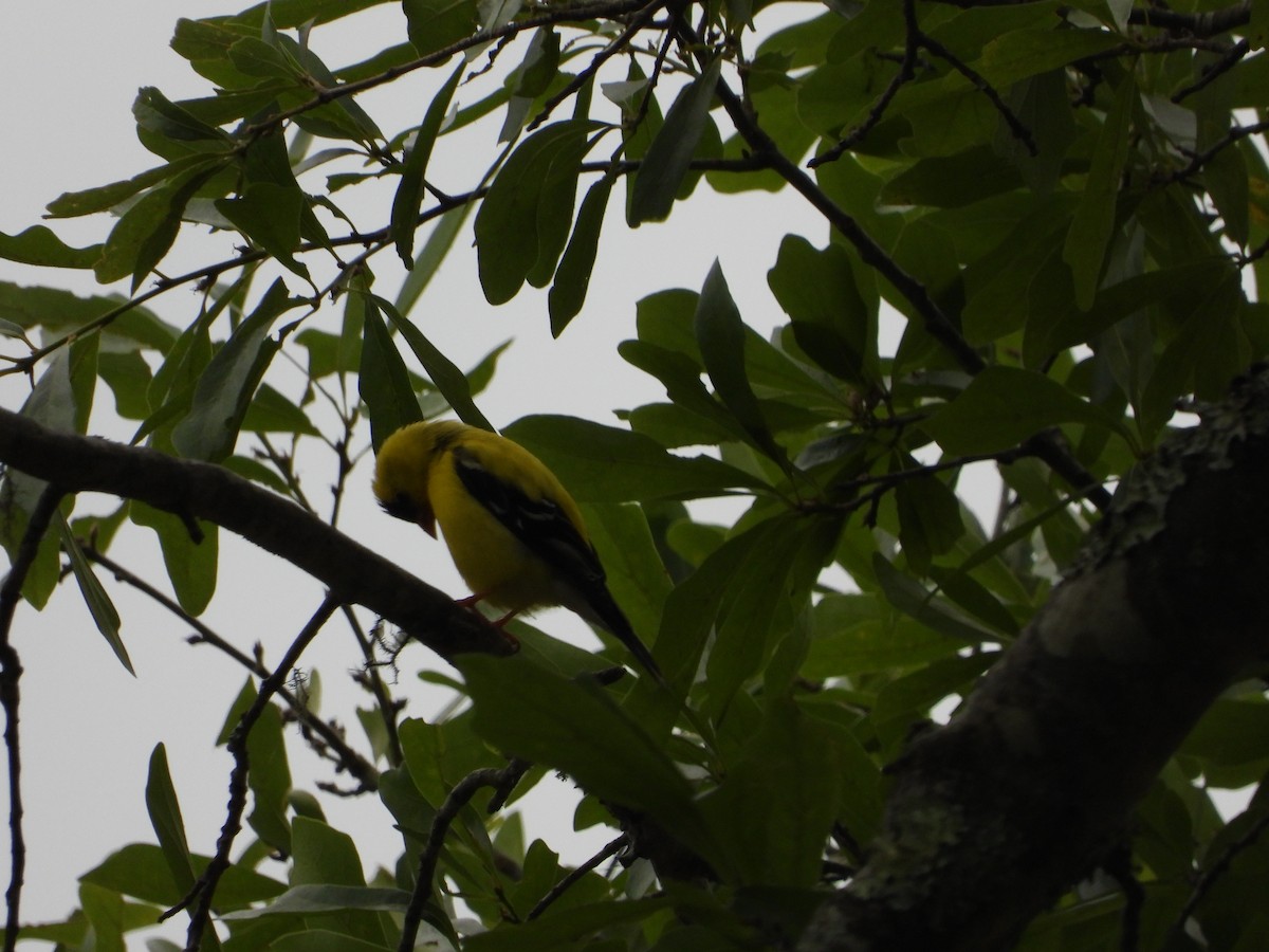 American Goldfinch - David Gravermoen