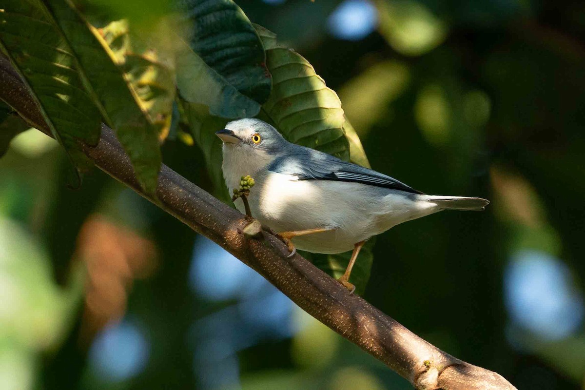 Hooded Tanager - Hudson - BirdsRio