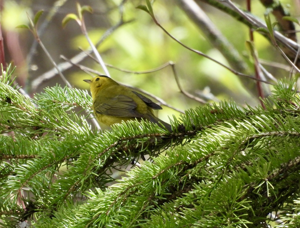 Wilson's Warbler - Heather and Laurence Brownell