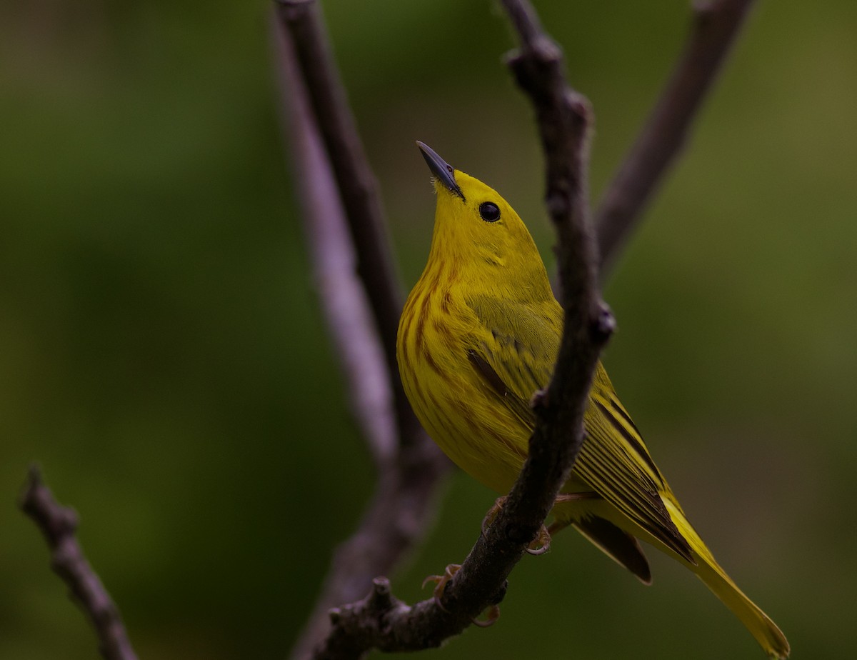 Yellow Warbler - ML619249058