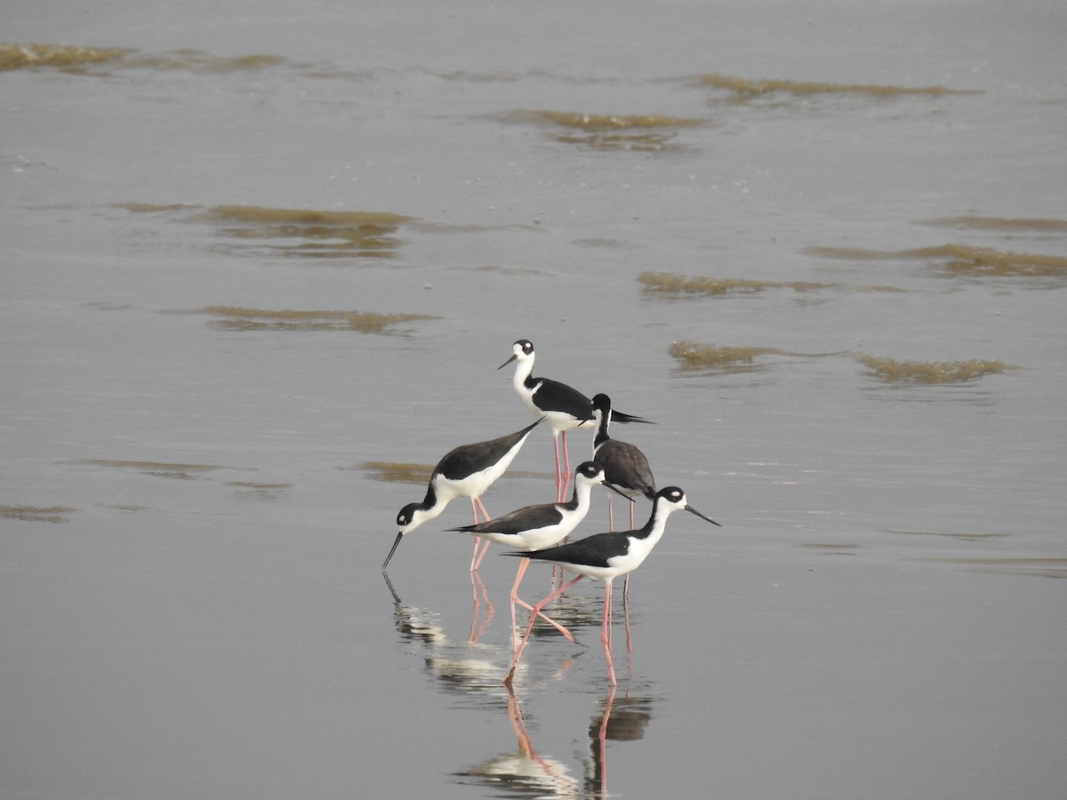 Black-necked Stilt - Brenda Sánchez