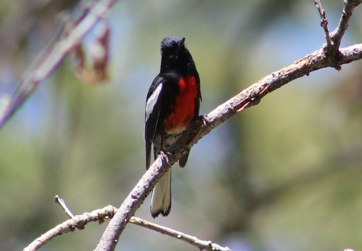 Painted Redstart - Tommy DeBardeleben