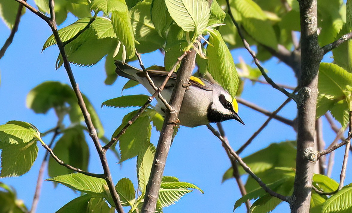 Golden-winged Warbler - Charlotte Byers