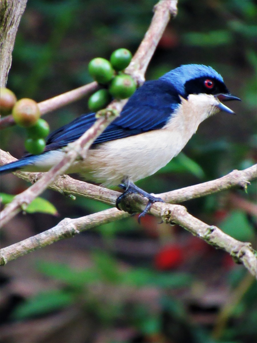 Fawn-breasted Tanager - Luis Moreno