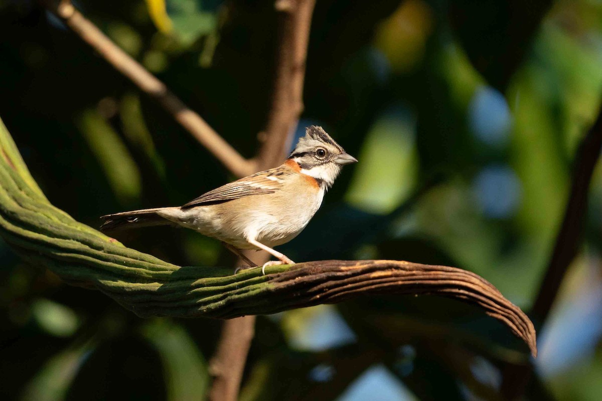 Rufous-collared Sparrow - ML619249088