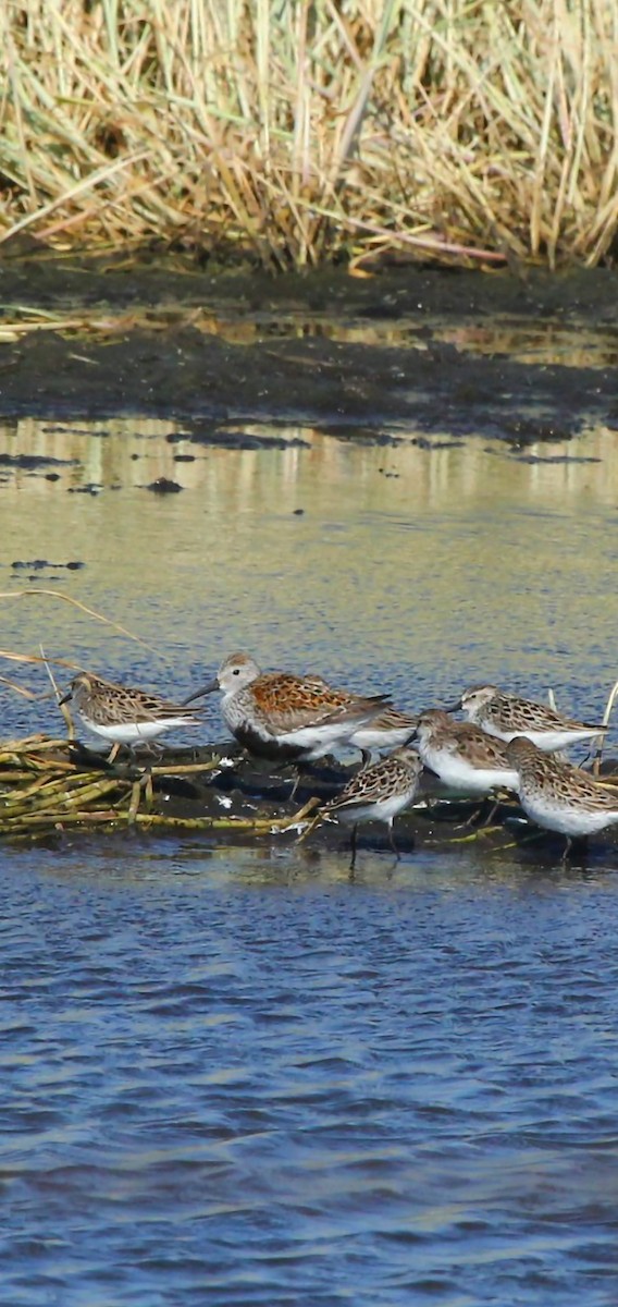 Dunlin - Curt Fisher