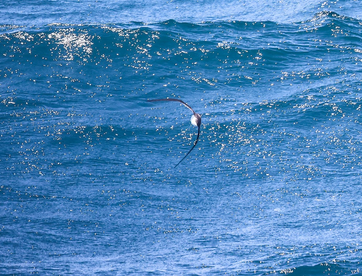 Hawaiian Petrel - ML619249096