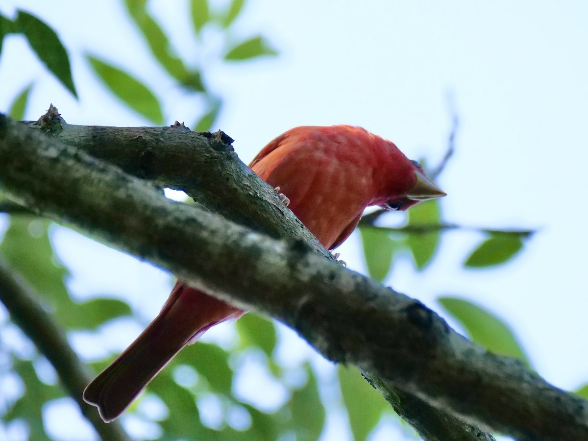 Summer Tanager - Martin Byhower