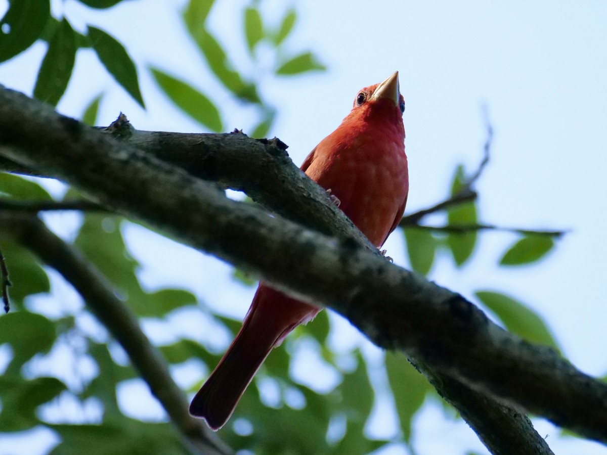 Summer Tanager - Martin Byhower