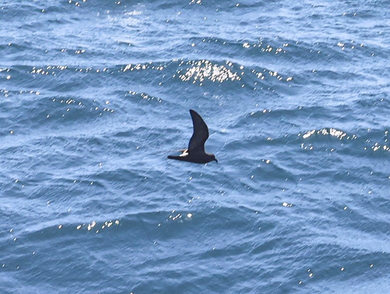 Leach's Storm-Petrel - ML619249111