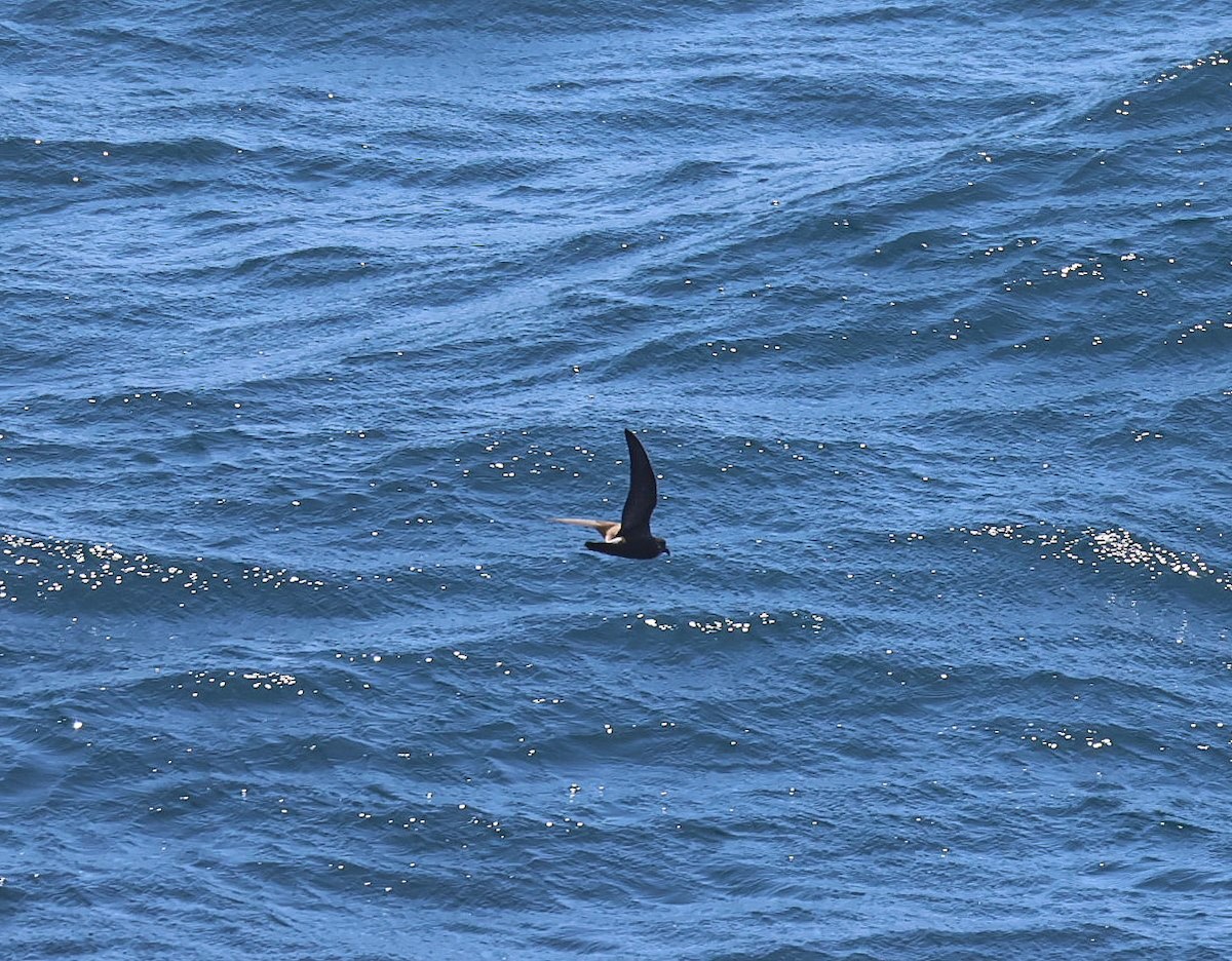 Leach's Storm-Petrel - ML619249113