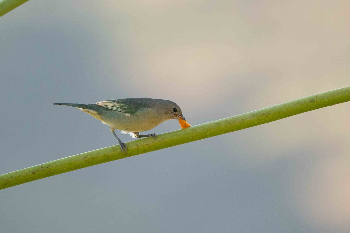 Sayaca Tanager - Hudson - BirdsRio