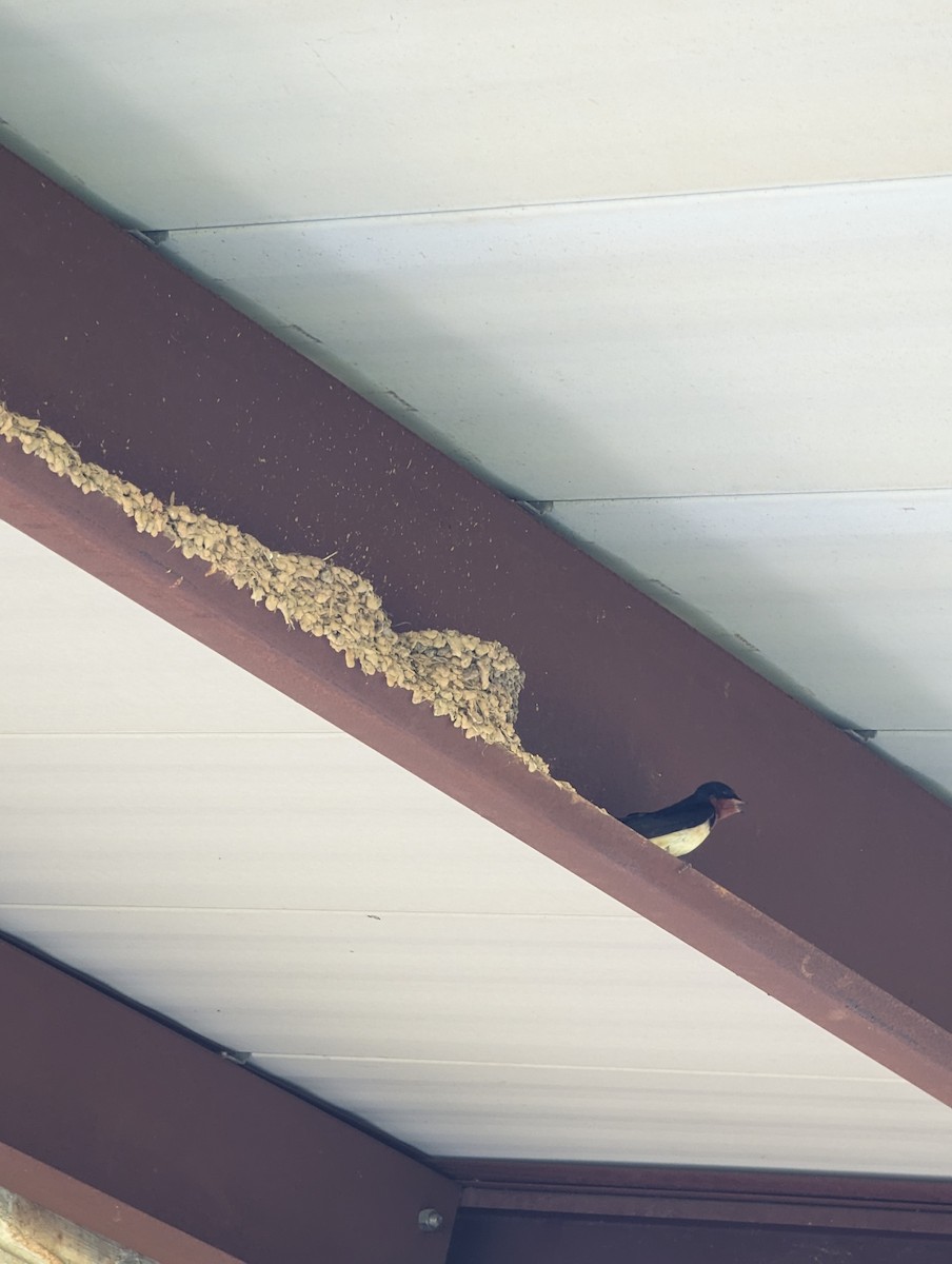 Barn Swallow - Anonymous