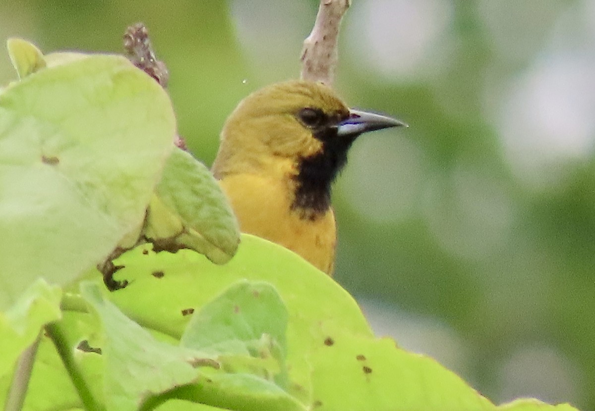 Orchard Oriole - Tom & Anna Leith