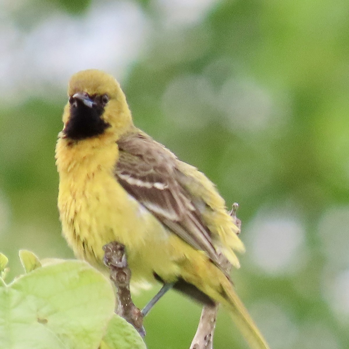 Orchard Oriole - Tom & Anna Leith