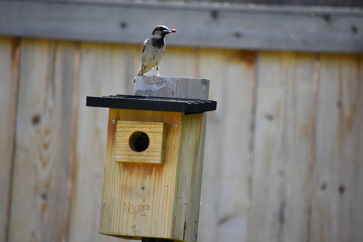 House Sparrow - Anonymous