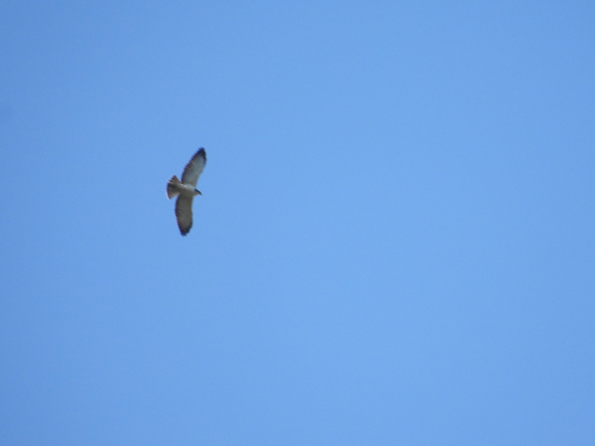 Short-tailed Hawk - Rodrigo Quadros