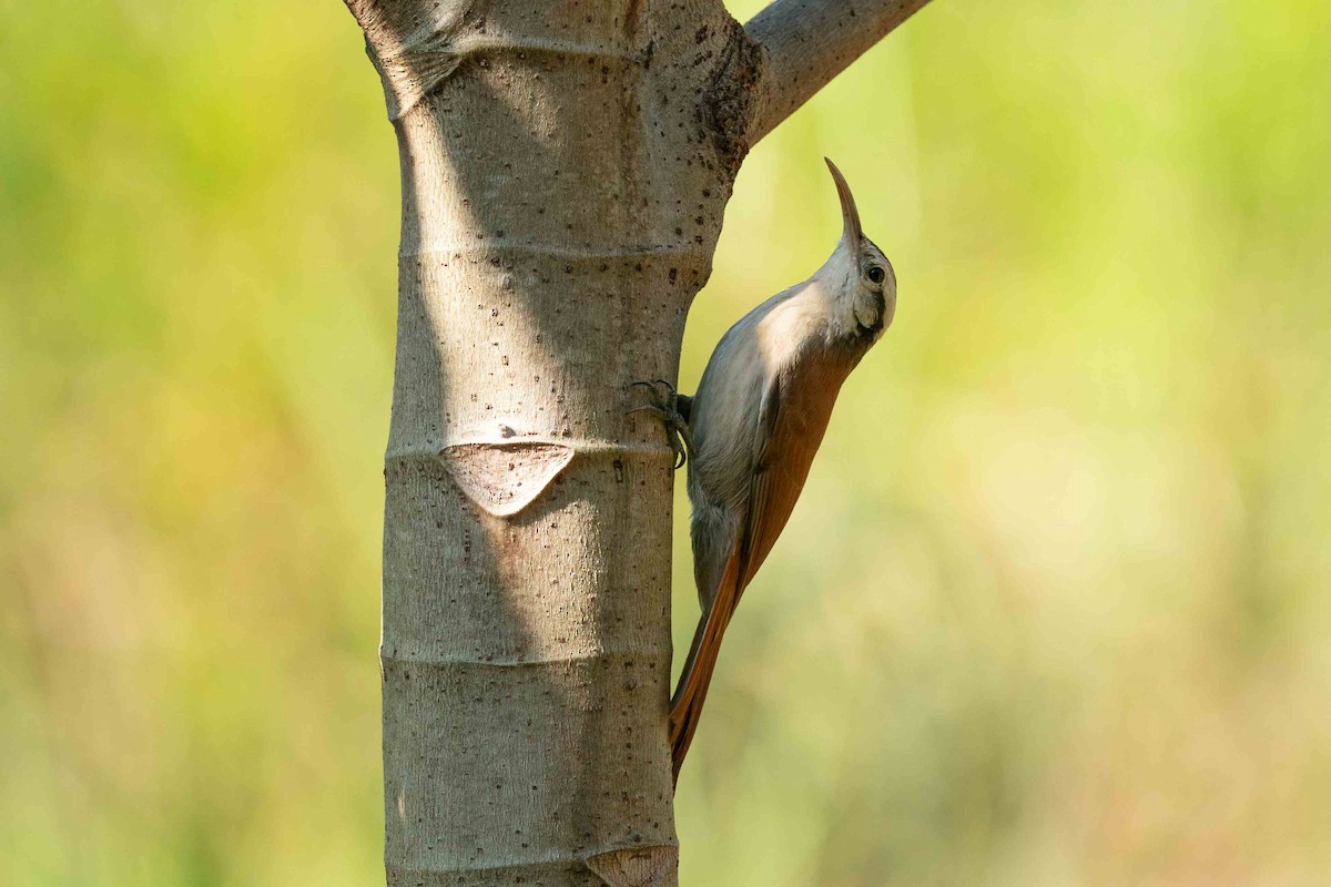 Narrow-billed Woodcreeper - Hudson - BirdsRio