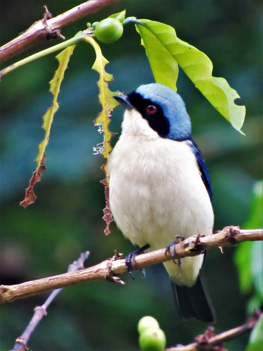 Fawn-breasted Tanager - ML619249173