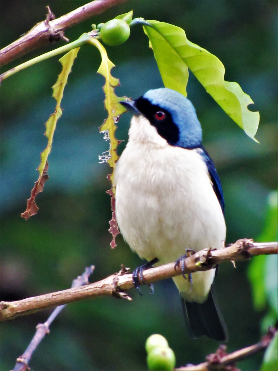 Fawn-breasted Tanager - Luis Moreno