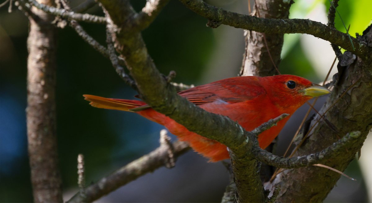 Summer Tanager - Jesse Brass