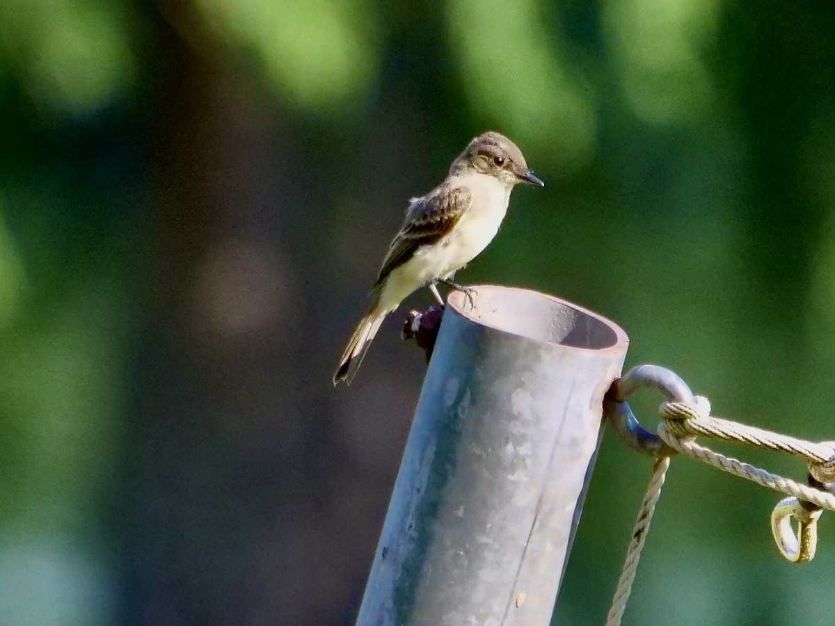 Eastern Phoebe - Martin Byhower