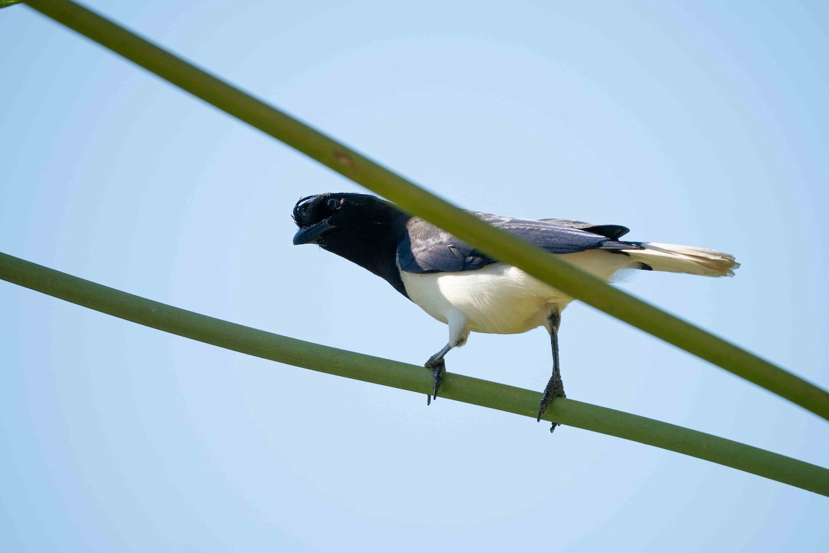 Curl-crested Jay - ML619249211