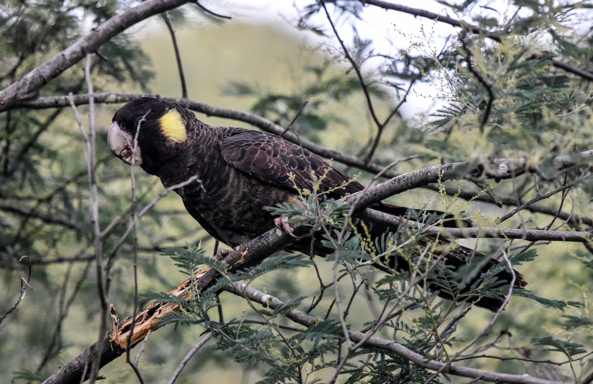 Yellow-tailed Black-Cockatoo - Bruce Wedderburn