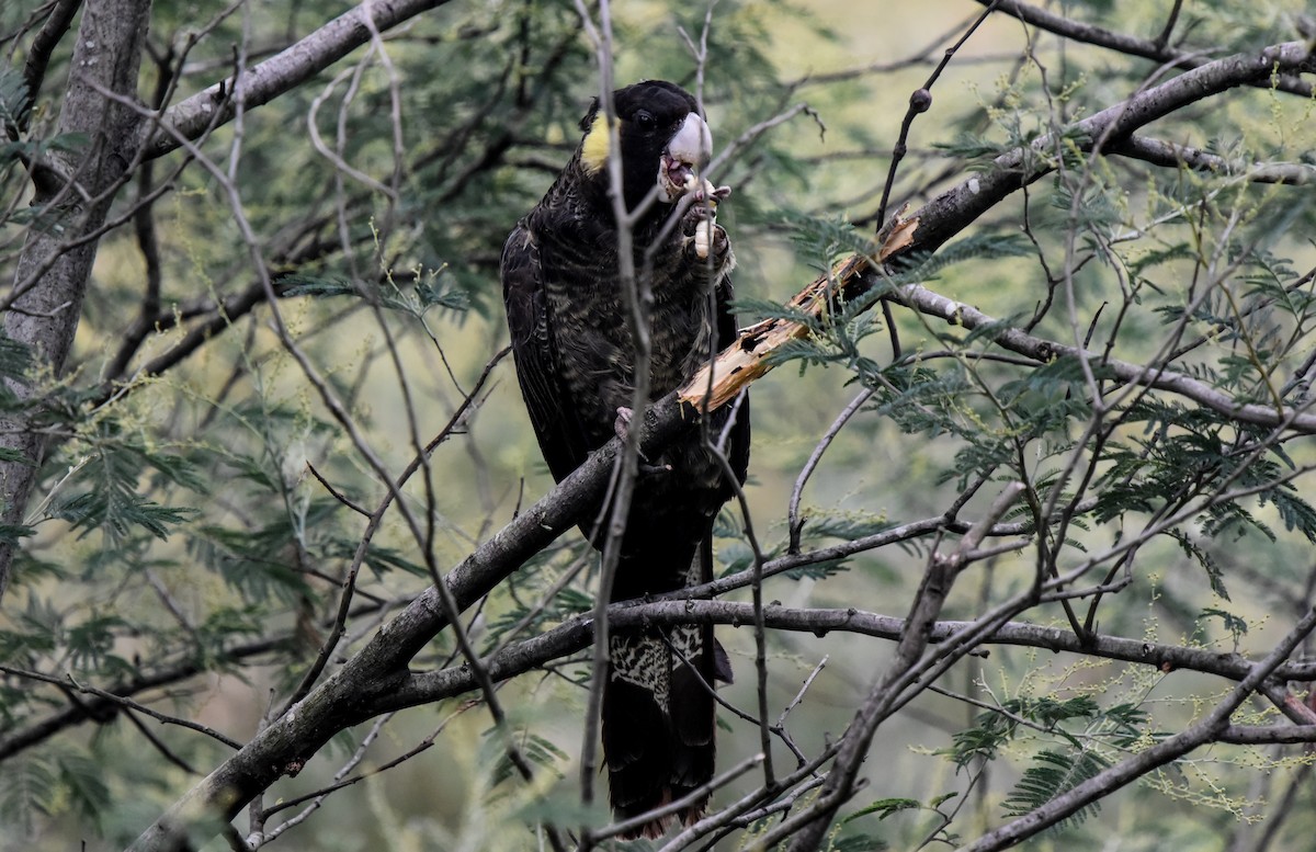 Yellow-tailed Black-Cockatoo - ML619249214