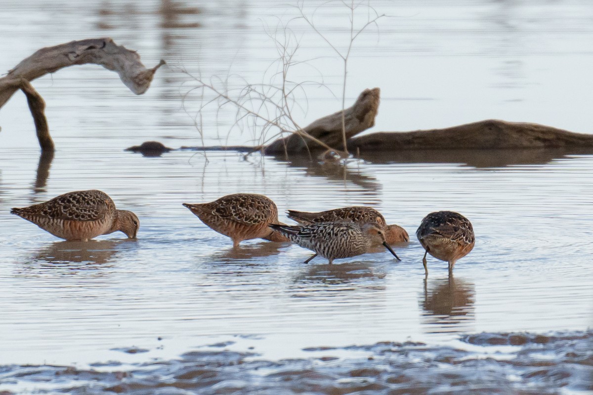 Stilt Sandpiper - ML619249223