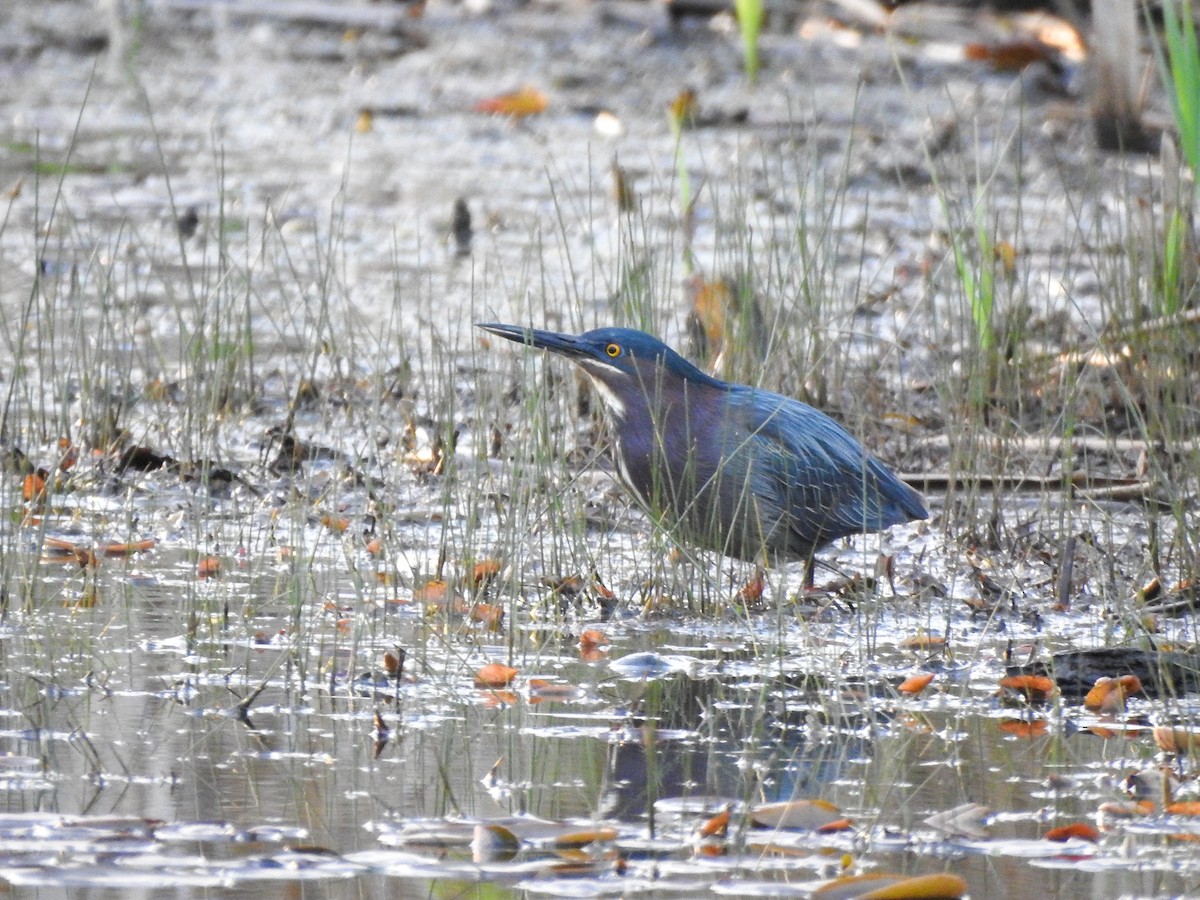 Green Heron - ML619249224