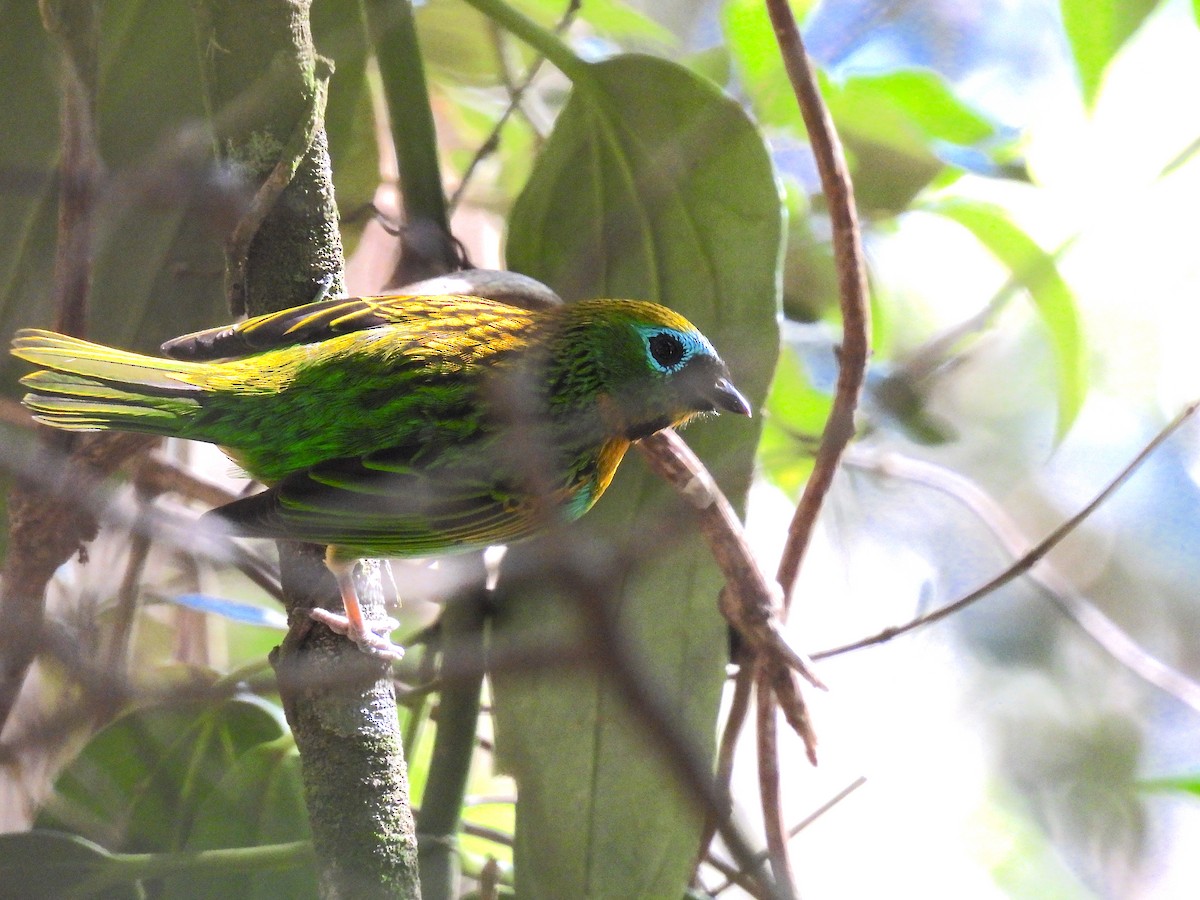 Brassy-breasted Tanager - ML619249228