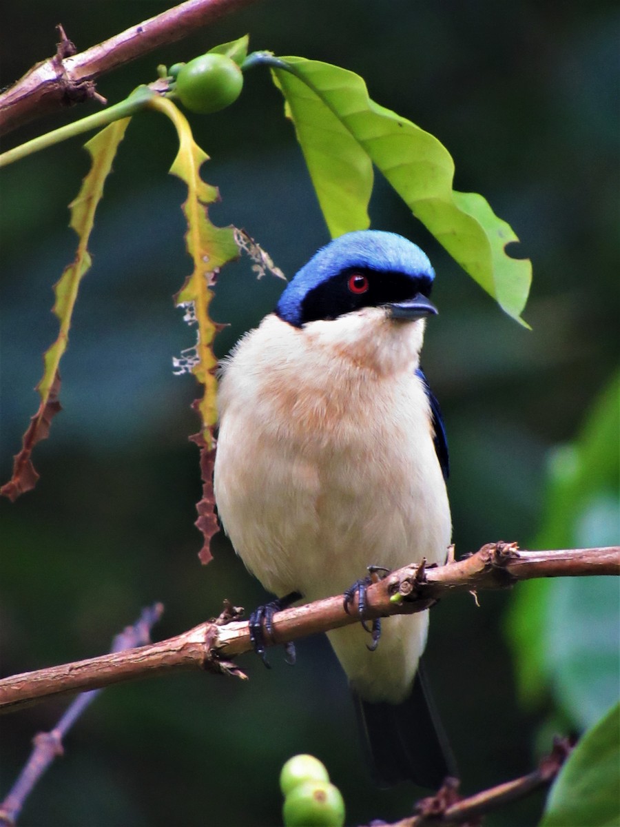 Fawn-breasted Tanager - Luis Moreno