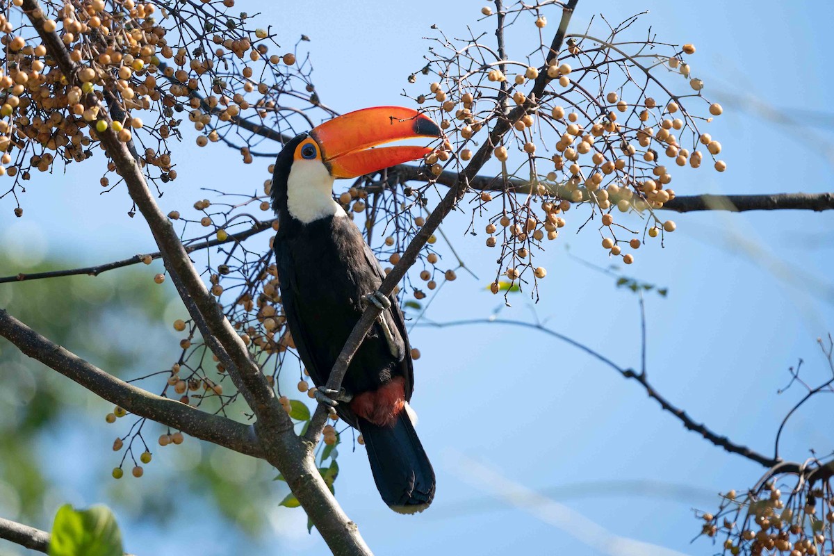 Toco Toucan - ML619249243